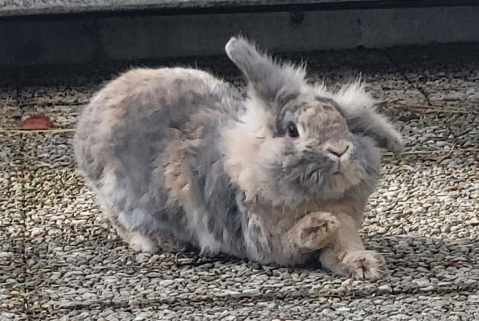 Vermisstmeldung Hase Weiblich , 2025 jahre Le Landeron Schweiz