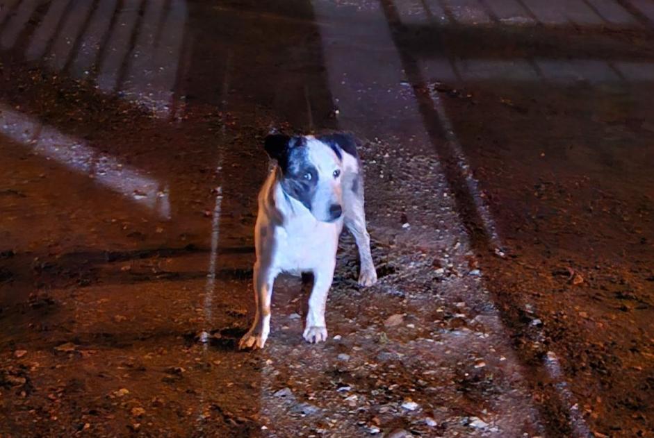 Fundmeldung Hund  Männliche Boissay Frankreich