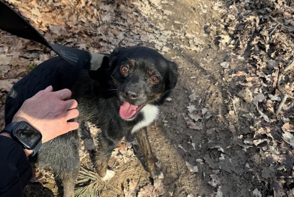 Fundmeldung Hund rassenmischung Männliche Veyrier Schweiz