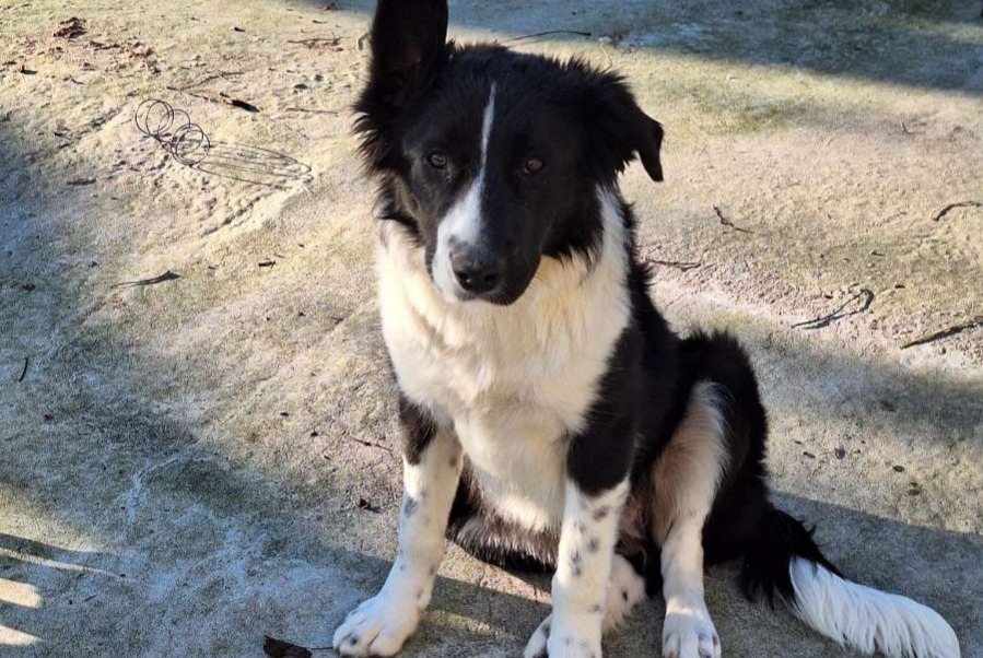 Fundmeldung Hund rassenmischung Weiblich Vallons-de-L'Erdre Frankreich