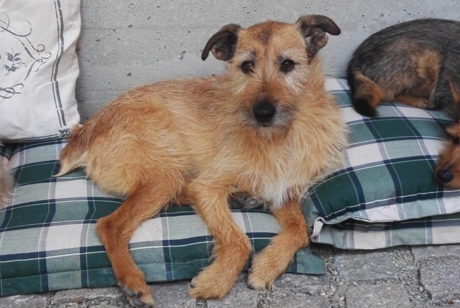 Vermisstmeldung Hund rassenmischung Männliche , 15 jahre Kunheim Frankreich