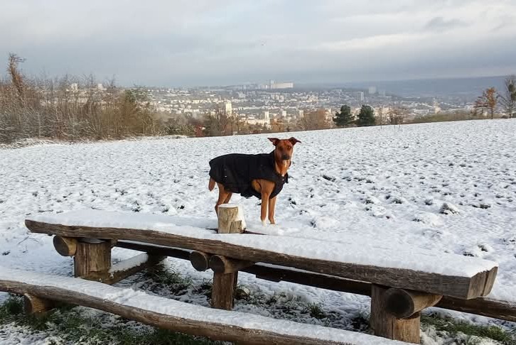 Vermisstmeldung Hund rassenmischung Weiblich , 2 jahre Houdemont Frankreich