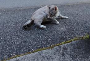 Fundmeldung Katze Unbekannt Annecy Frankreich