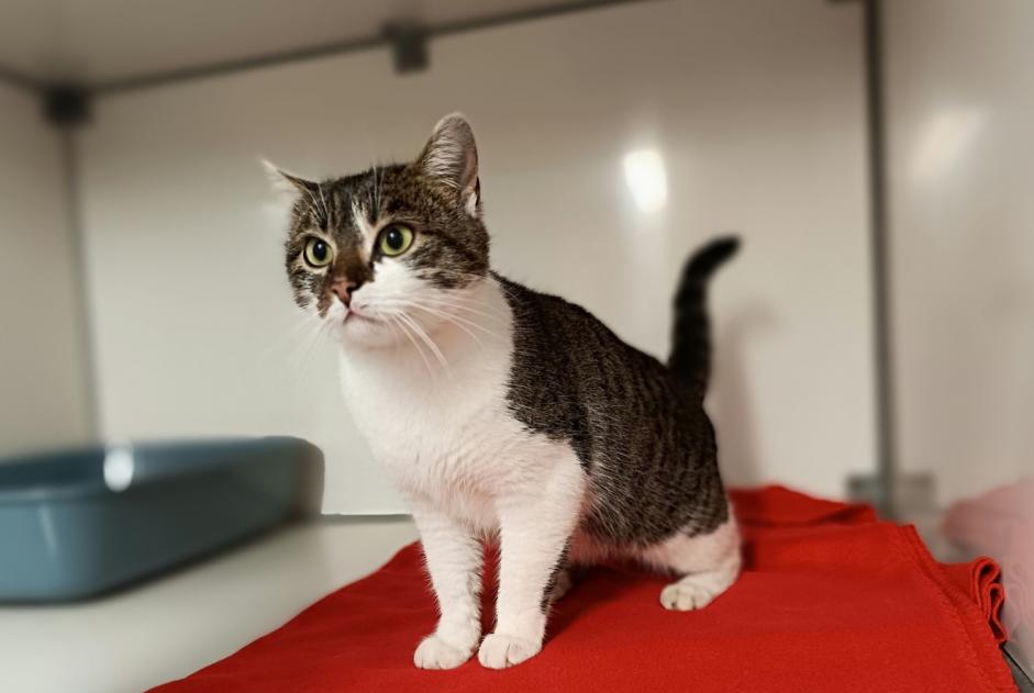 Fundmeldung Katze Weiblich La Chapelle-Erbrée Frankreich