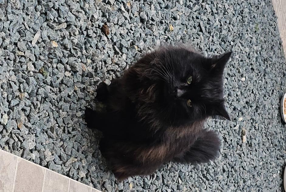 Fundmeldung Katze Männliche Molenbeek-Saint-Jean Belgien