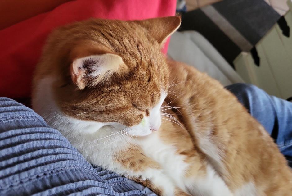 Vermisstmeldung Katze  Männliche , 2 jahre Senarclens Schweiz