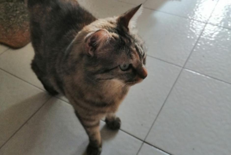 Vermisstmeldung Katze  Weiblich , 10 jahre Grenoble Frankreich