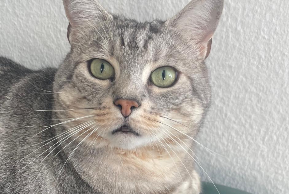 Vermisstmeldung Katze Männliche , 6 jahre Ecublens Schweiz