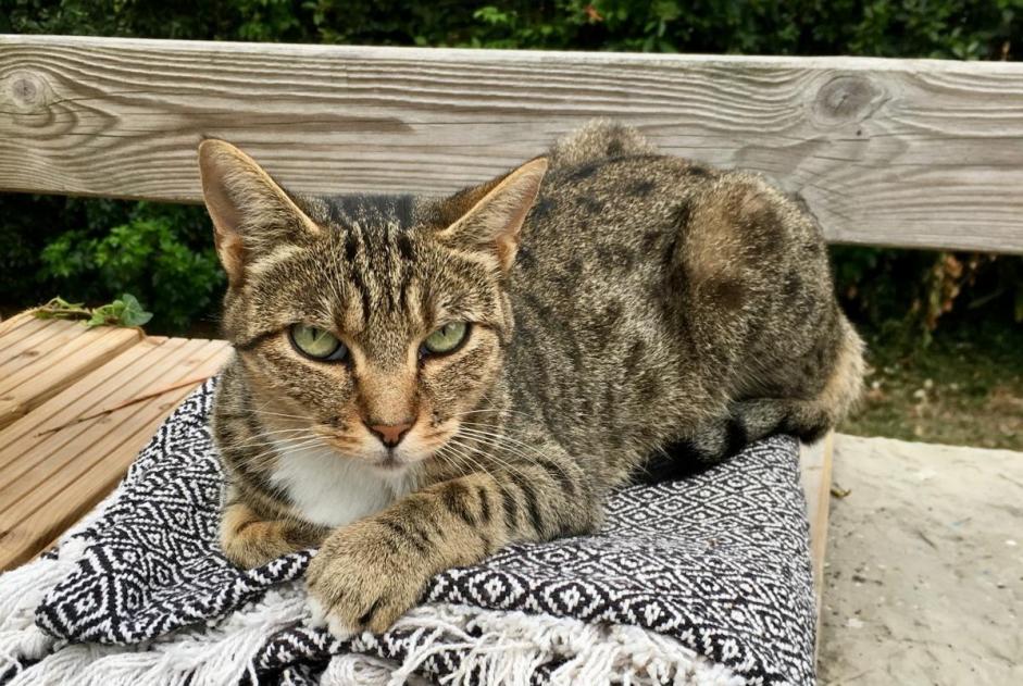 Vermisstmeldung Katze Weiblich , 5 jahre Anglet Frankreich