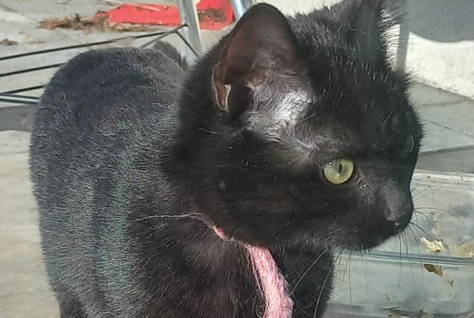 Vermisstmeldung Katze Männliche , 1 jahre Saint-Maurice-des-Noues Frankreich