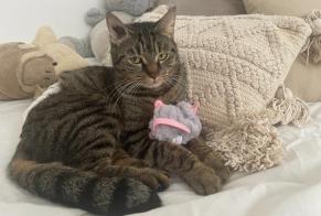 Vermisstmeldung Katze Weiblich , 3 jahre Bourg-la-Reine Frankreich