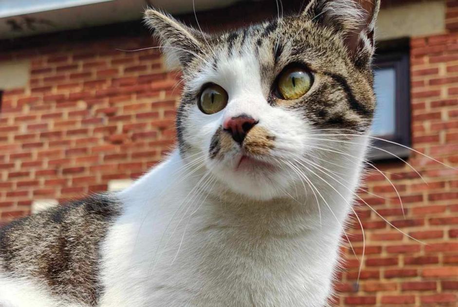 Vermisstmeldung Katze rassenmischung Männliche , 2 jahre Manage Belgien