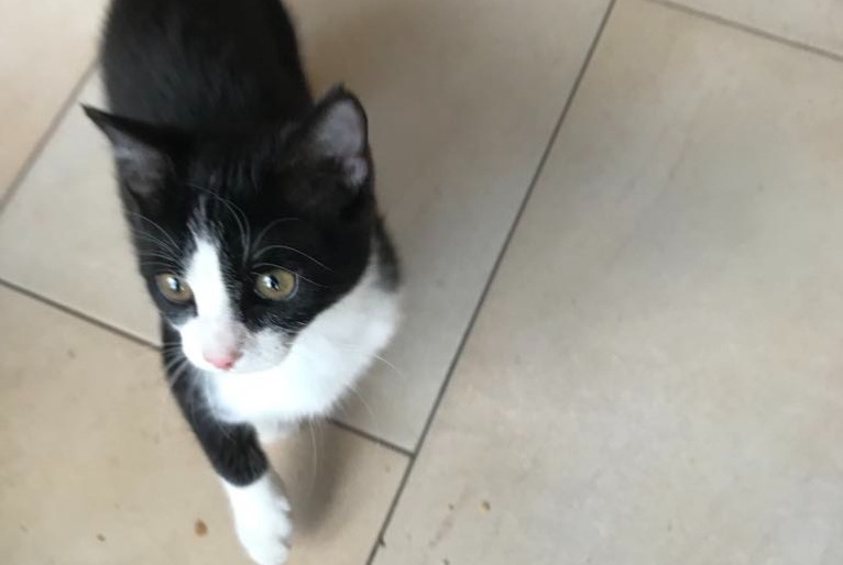 Vermisstmeldung Katze Weiblich , 1 jahre Ans Belgien