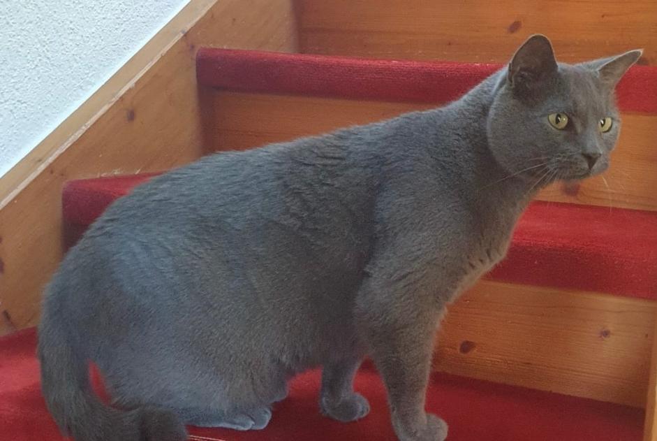 Vermisstmeldung Katze  Männliche , 10 jahre Gletterens Schweiz