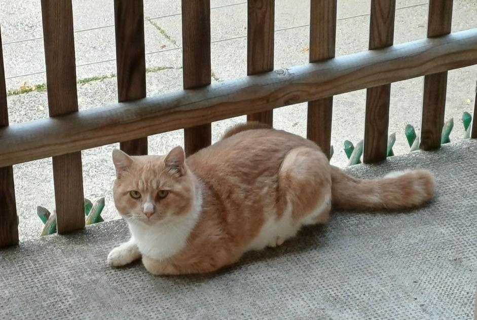 Discovery alert Cat Male Belmont-sur-Lausanne Switzerland