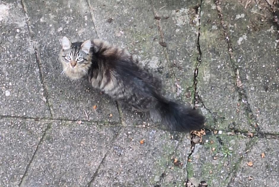 Discovery alert Cat Unknown Béning-lès-Saint-Avold France