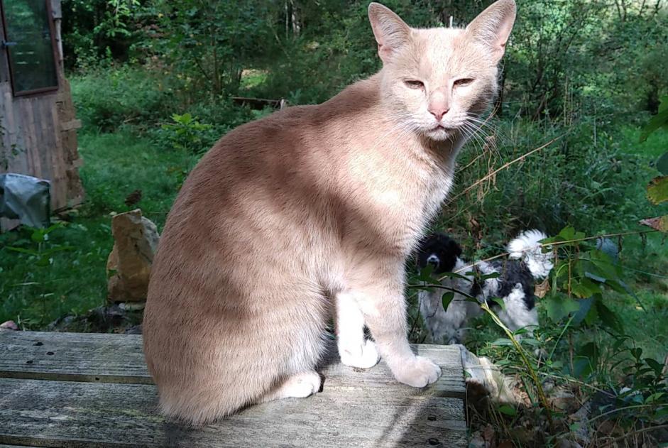 Disappearance alert Cat miscegenation Male , 5 years Beaulieu-Sous-Parthenay France