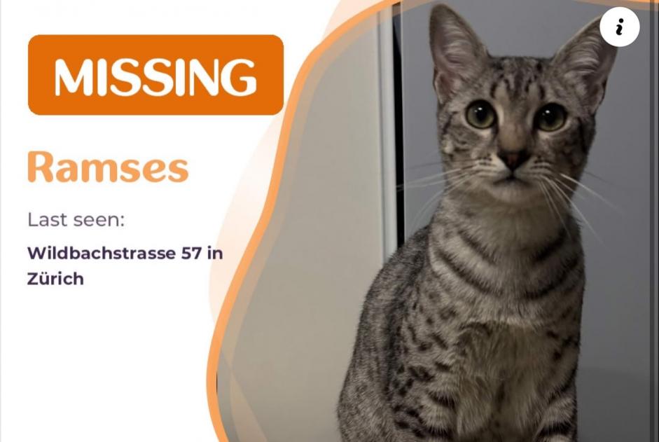 Disappearance alert Cat  Male , 2025 years Zürich Switzerland