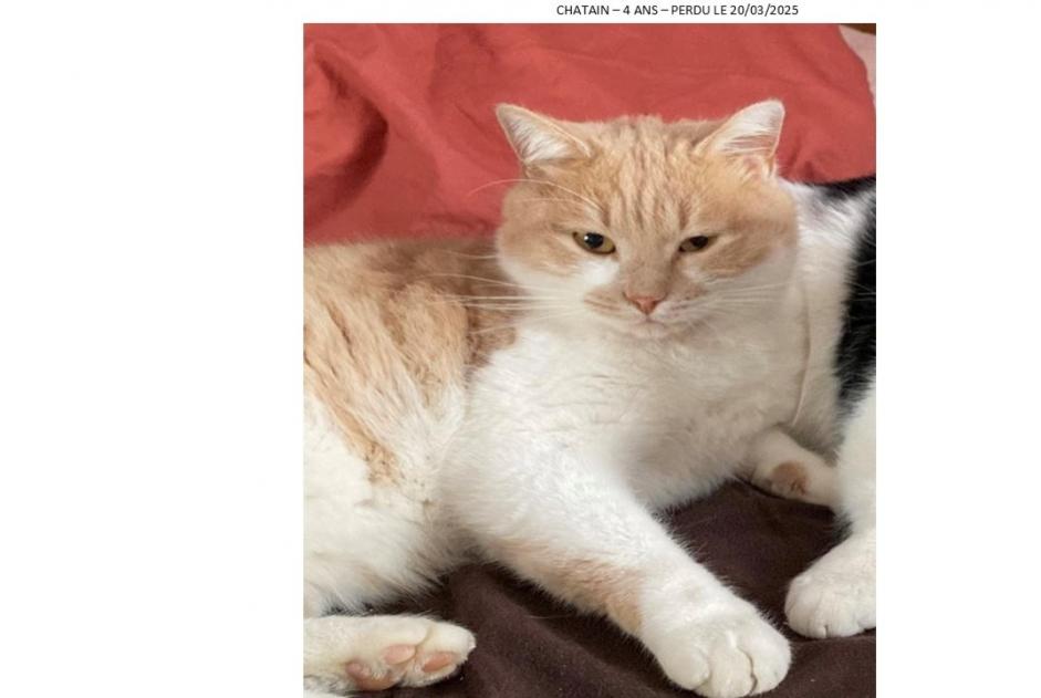 Disappearance alert Cat Male , 5 years Chaponost France