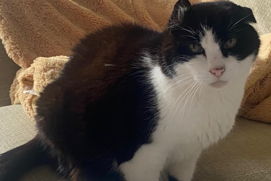 Disappearance alert Cat  Male , 14 years Saint-Jean-d'Angély France