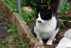 Disappearance alert Cat Male , 8 years Urbanya France