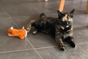 Disappearance alert Cat  Female , 1 years Jorat-Menthue Switzerland