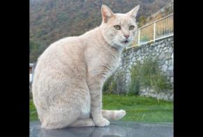 Disappearance alert Cat Male , 4 years Vouvry Switzerland