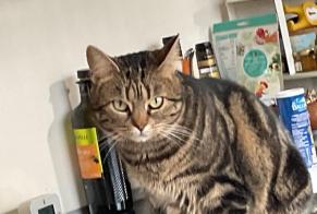 Disappearance alert Cat miscegenation Female , 3 years Sannois France