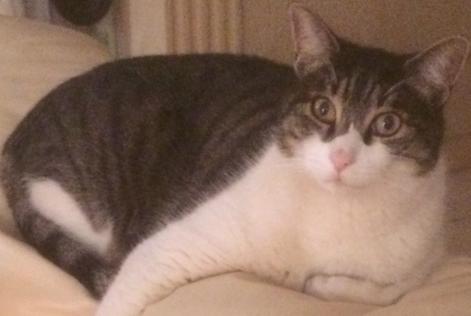 Disappearance alert Cat Male , 16 years Mougins France