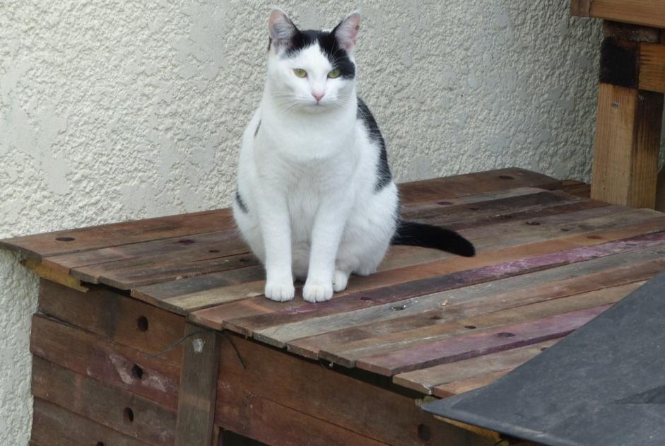 Disappearance alert Cat  Female , 7 years Blaignan France