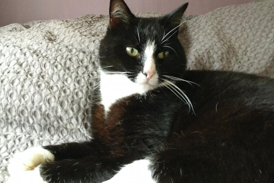 Disappearance alert Cat  Male , 10 years Valherbasse France