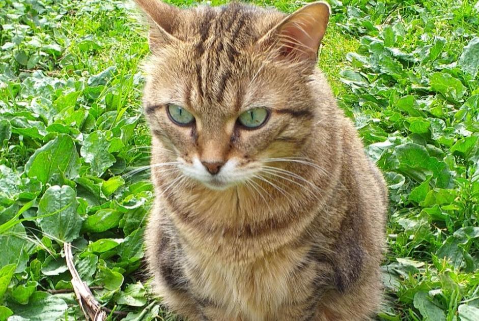 Disappearance alert Cat Female , 9 years Estrées France