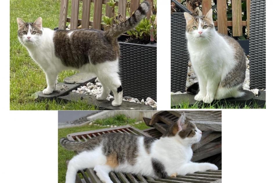 Disappearance alert Cat Male , 3 years Mersch Luxembourg