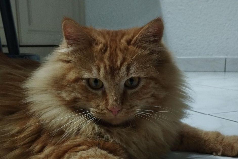 Disappearance alert Cat Male , 2 years Clonas-sur-Varèze France