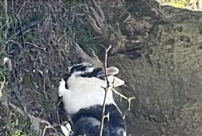 Alerta de Hallazgo Conejo Desconocido Bruxelles Bélgica