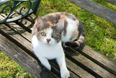 Alerta de Desaparición Gato Hembra , 9 años Neuvicq-le-Château Francia