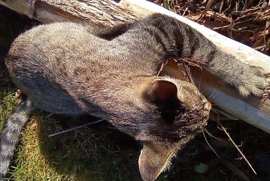 Alerta de Desaparición Gato cruce Macho , 5 años Trégueux Francia