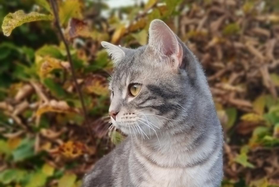 Alerta de Desaparición Gato cruce Macho , 1 años Cesson Francia