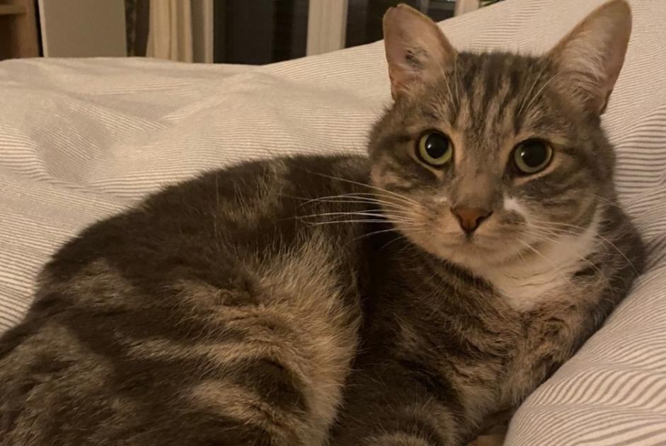 Alerta de Desaparición Gato Macho , 10 años Prilly Suiza