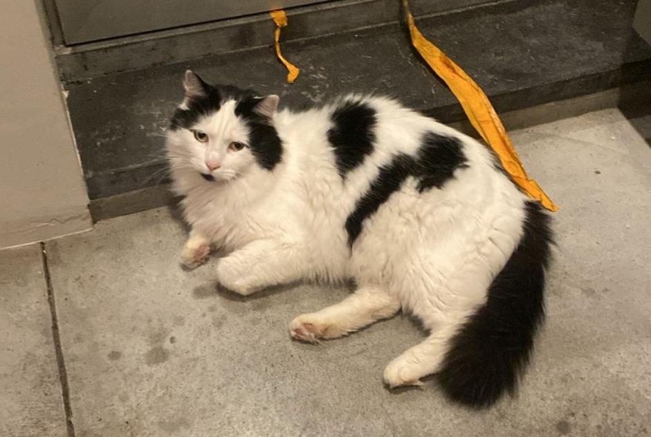 Alerta de Desaparición Gato  Macho , 5 años Ixelles Bélgica