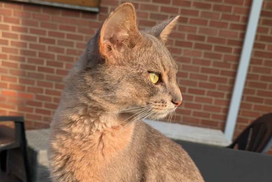 Alerta de Desaparición Gato  Macho , 2 años Charleroi Bélgica