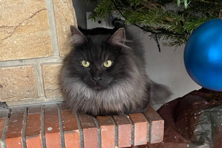 Alerta de Desaparición Gato Macho , 3 años Fresse-sur-Moselle Francia