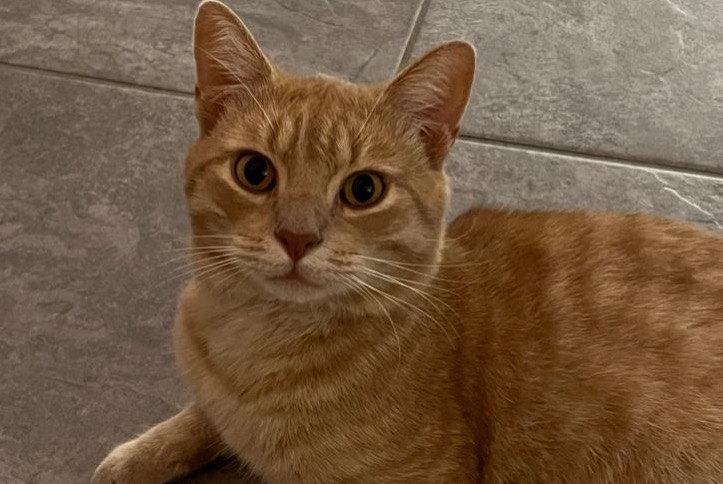 Alerta de Desaparición Gato Macho , 2 años Chippis Suiza