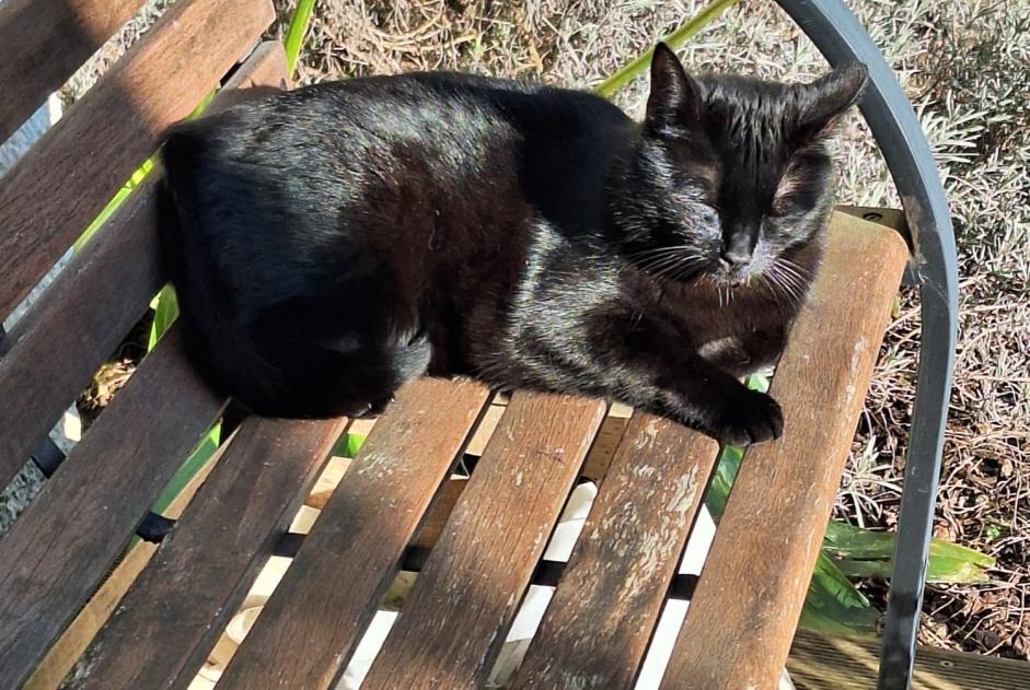 Alerta de Desaparición Gato Macho , 4 años Yerres Francia