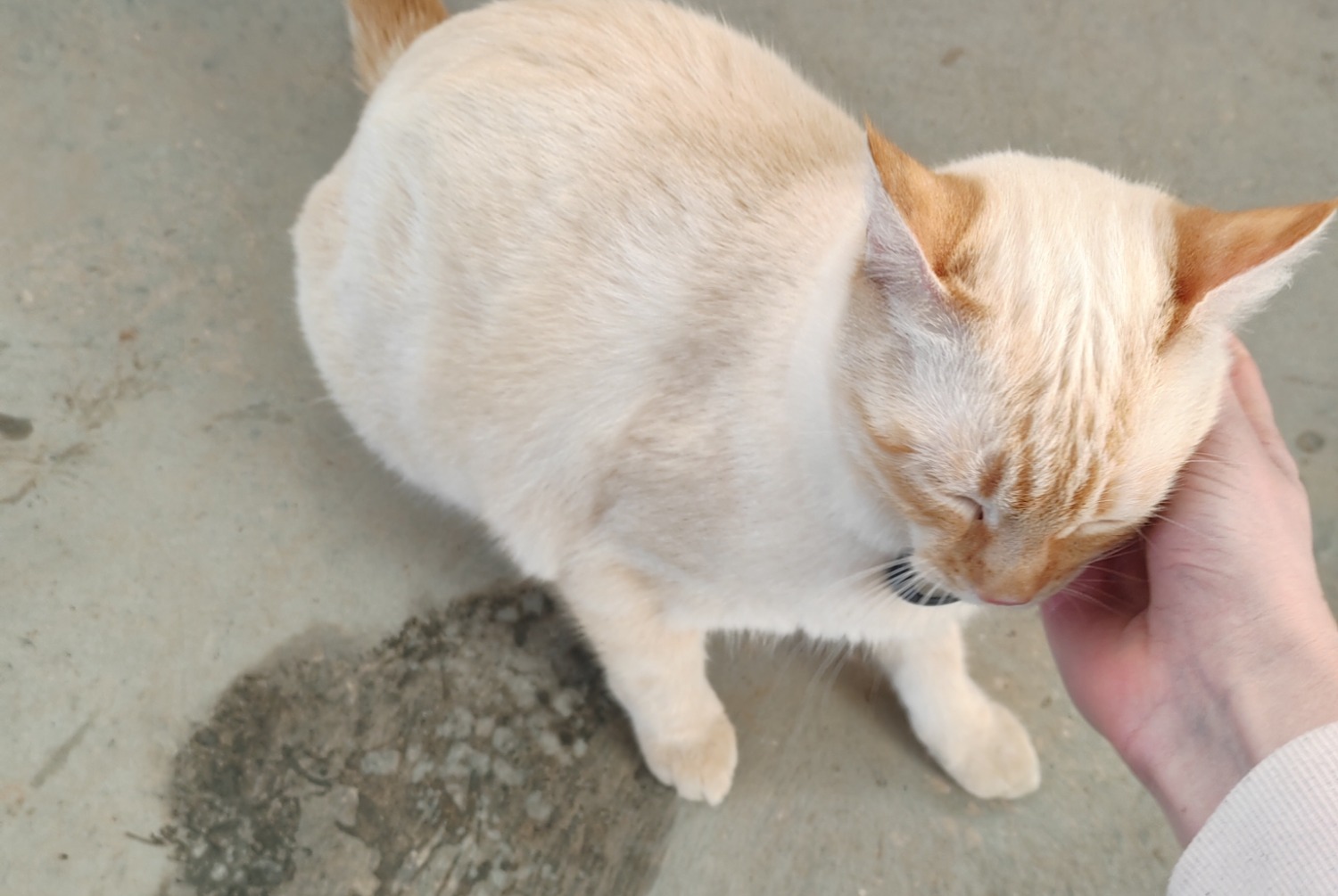 Alerta de Hallazgo Gato cruce Macho , 2025 años Millau Francia