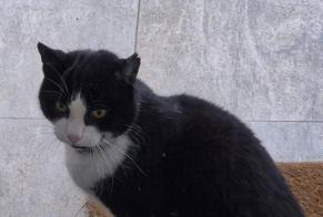 Alerta de Hallazgo Gato Desconocido Yverdon-les-Bains Suiza