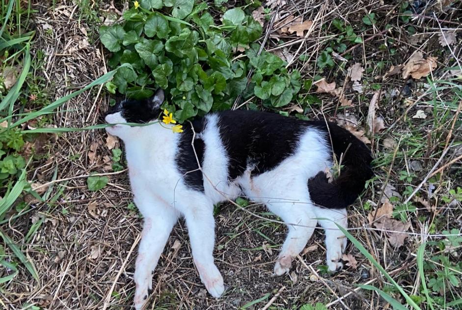 Alerta de Hallazgo Gato Desconocido Muret Francia