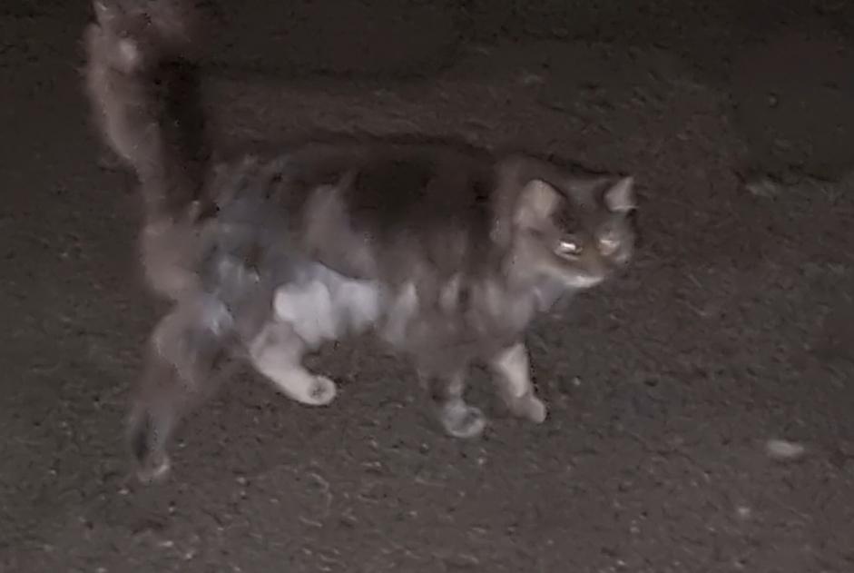 Alerta de Hallazgo Gato Desconocido Vullierens Suiza