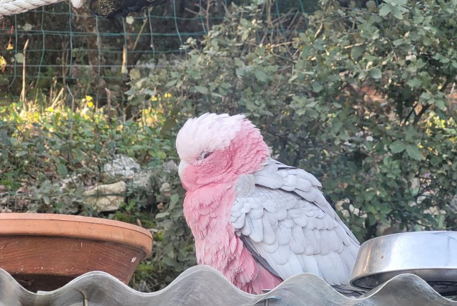 Alerta de Hallazgo Pájaro Desconocido Rougiers Francia