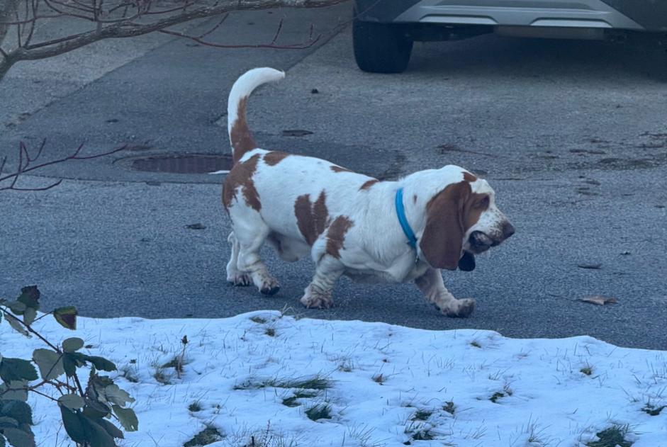 Alerta de Desaparición Perro  Macho , 4 años Savigny Suiza